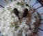 Curd Rice