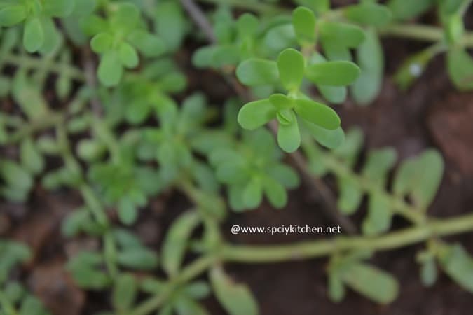 brahmi-healthbenefits